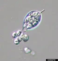 Phytophthora, the oomycete genus that includes the potato blight behind the Great Famine of Ireland