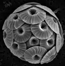 Coccolithophores have plates called coccoliths